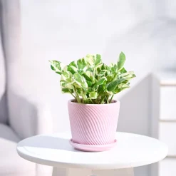 Money Plant N'Joy