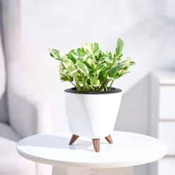 Money Plant N'Joy