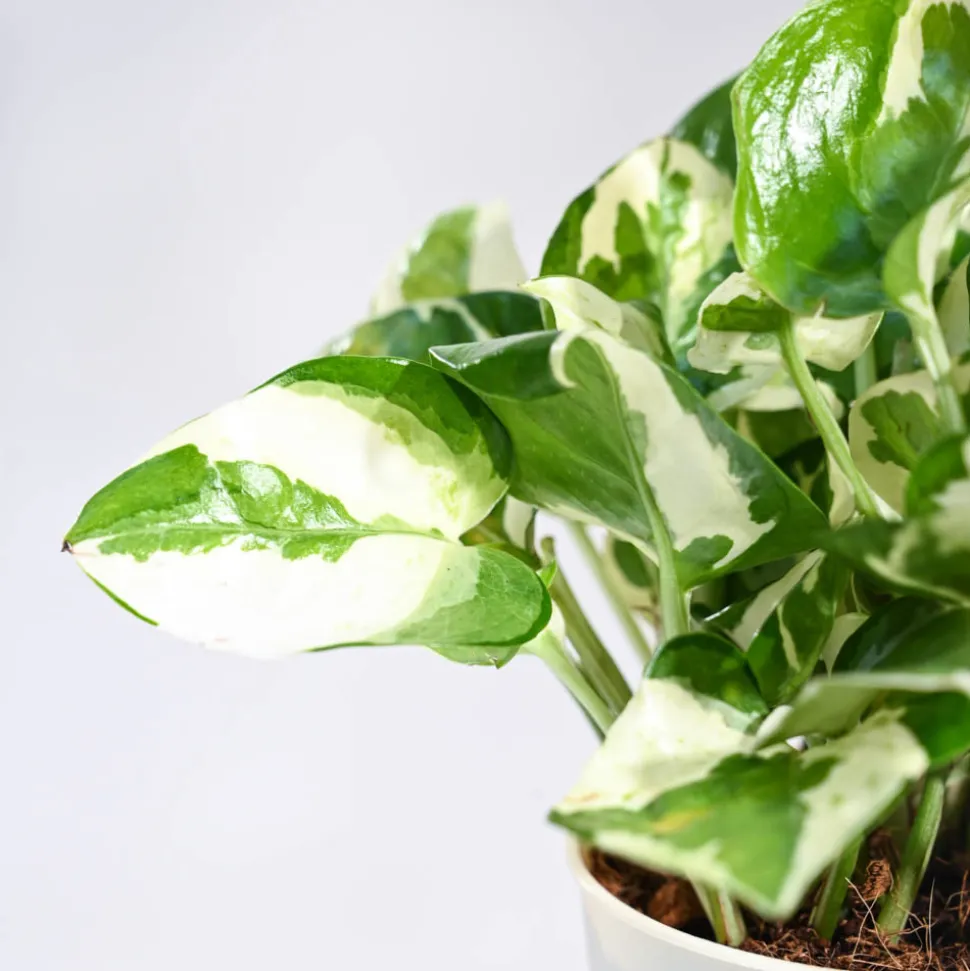 Money Plant N'Joy