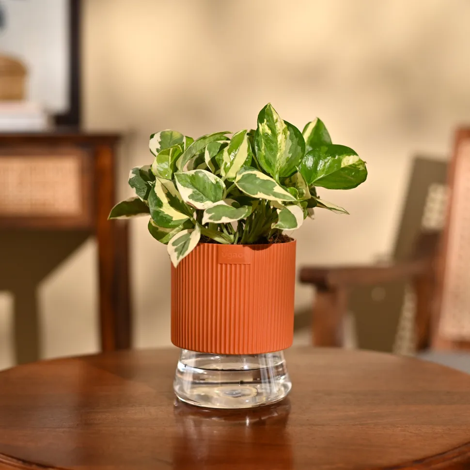 Money Plant N'Joy