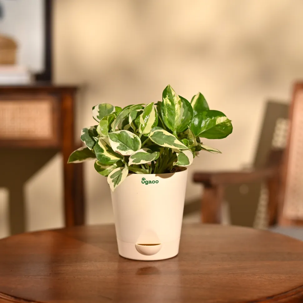 Money Plant N'Joy