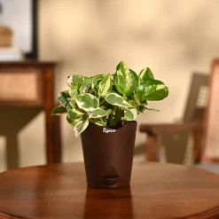 Money Plant N'Joy