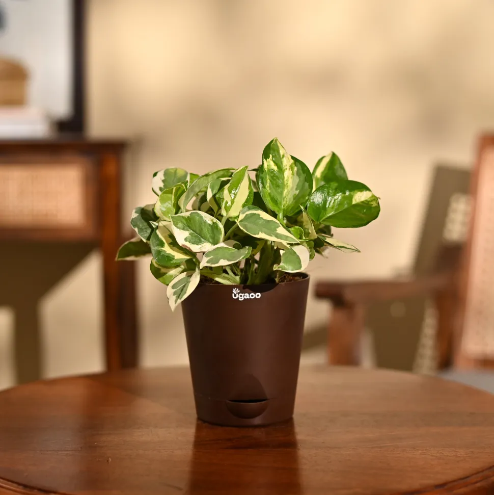 Money Plant N'Joy