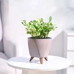 Money Plant N'Joy