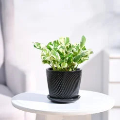 Money Plant N'Joy
