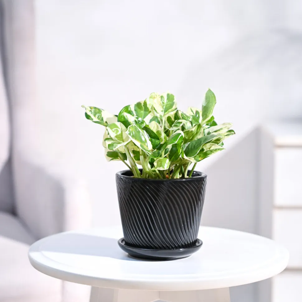 Money Plant N'Joy