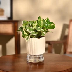 Money Plant N'Joy