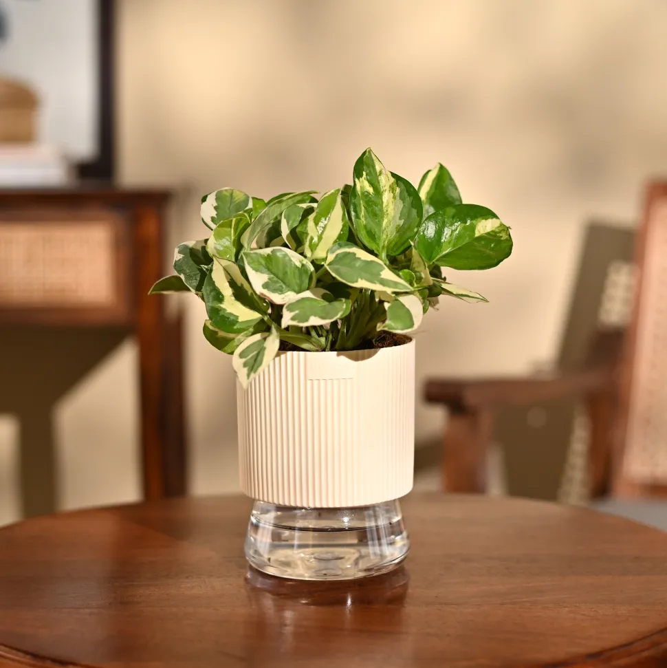 Money Plant N'Joy