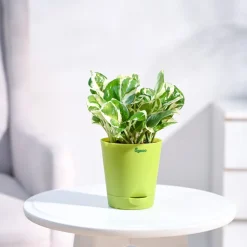 Money Plant N'Joy