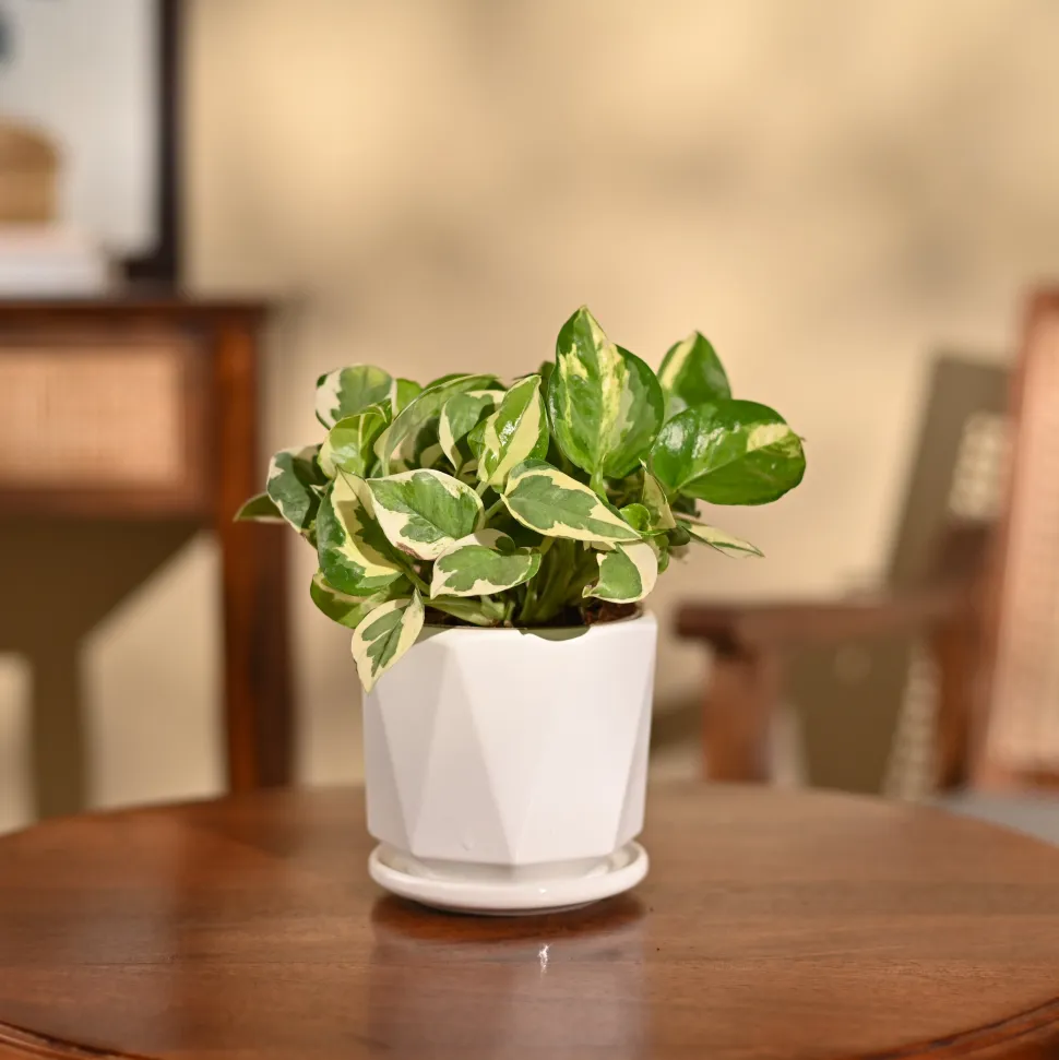 Money Plant N'Joy