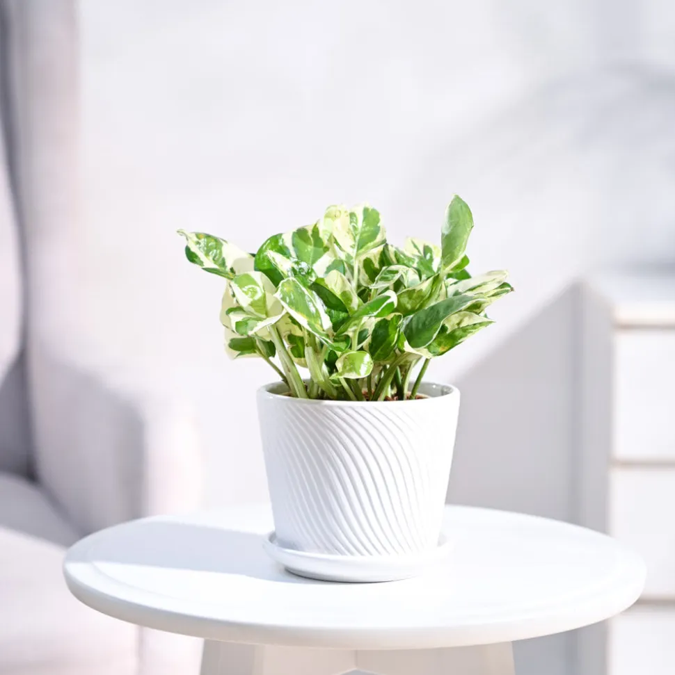 Money Plant N'Joy