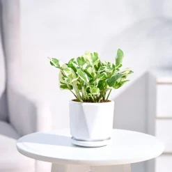 Money Plant N'Joy