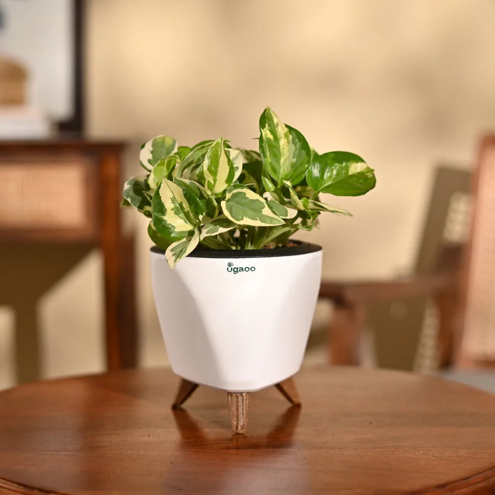 Money Plant N'Joy