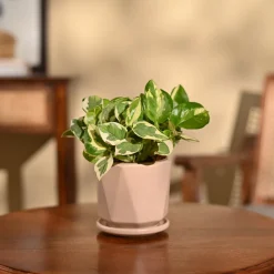 Money Plant N'Joy
