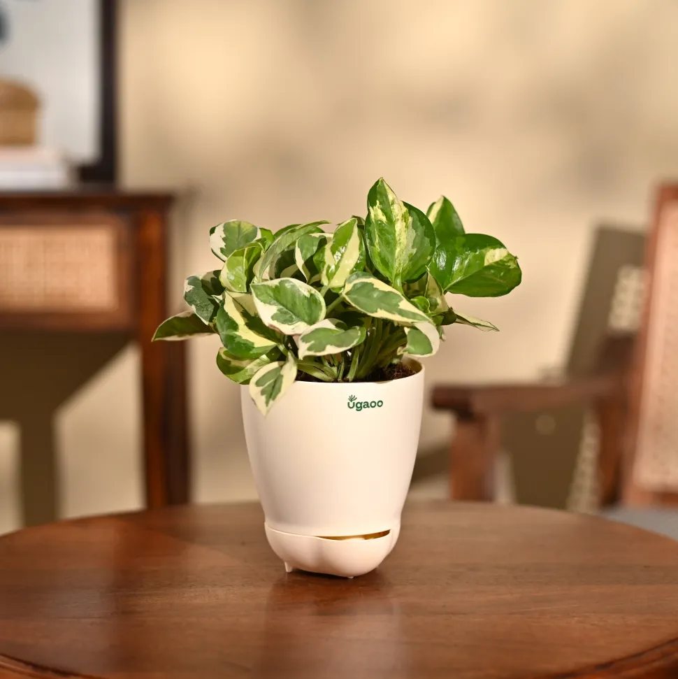 Money Plant N'Joy