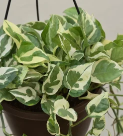 Money Plant N Joy With Hanging Pot
