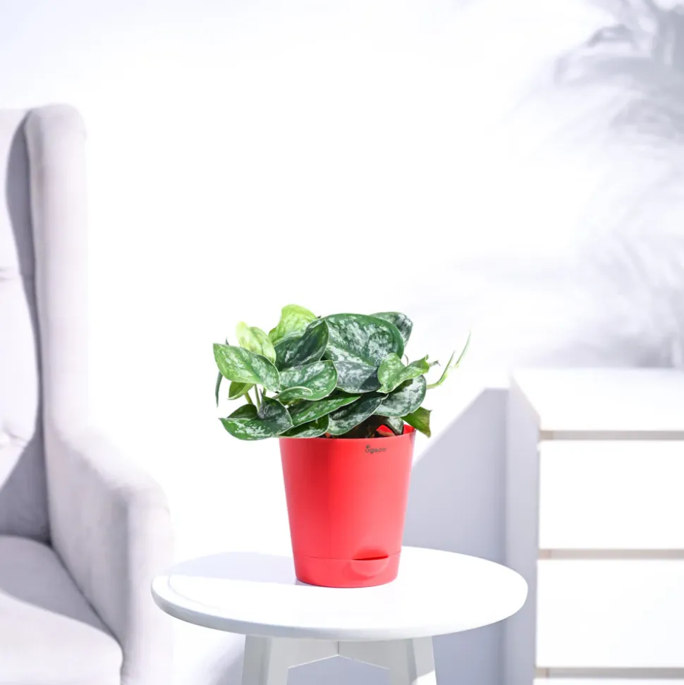 Money Plant Satin
