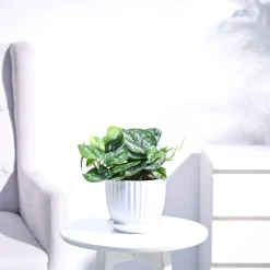 Money Plant Satin