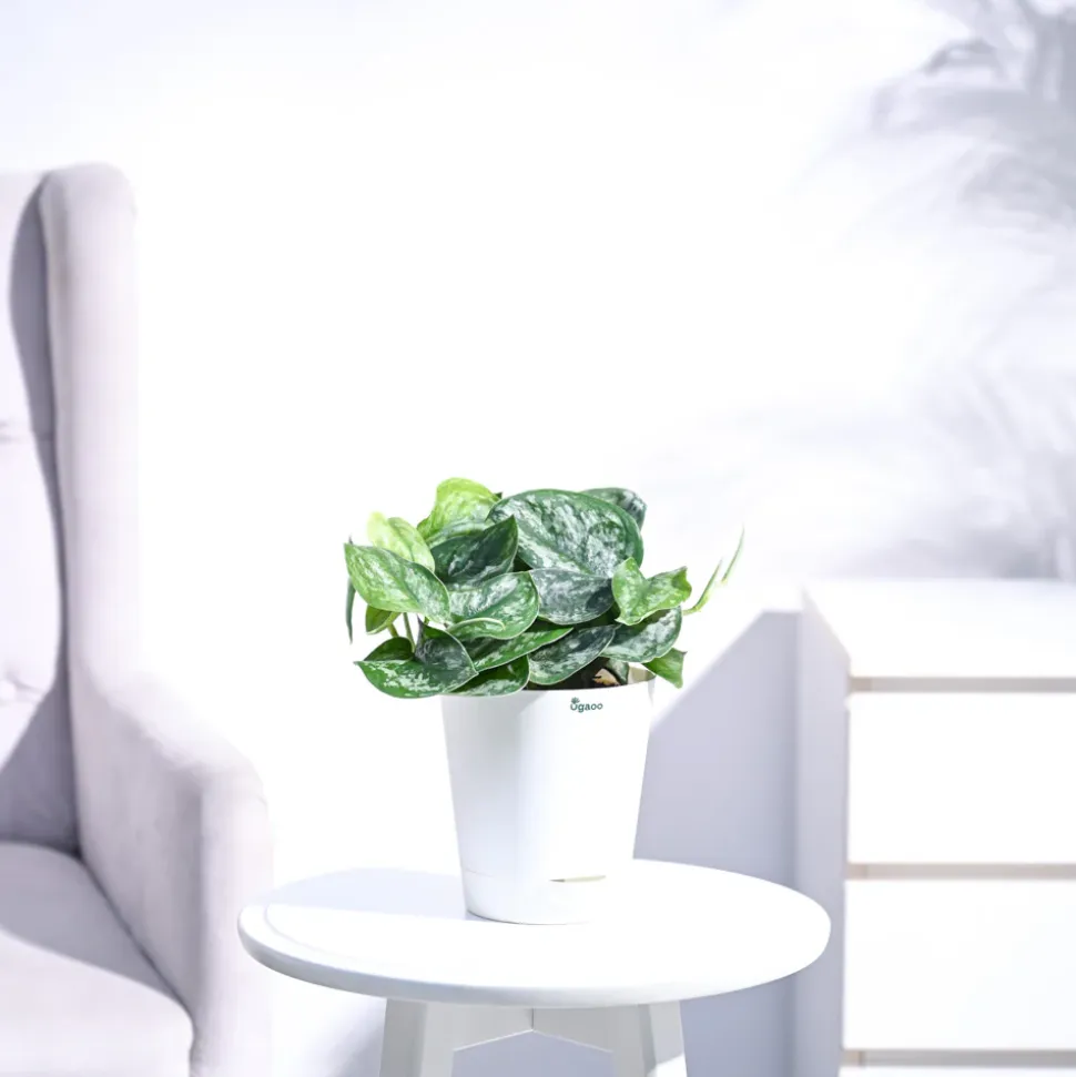 Money Plant Satin