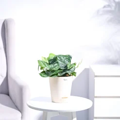 Money Plant Satin