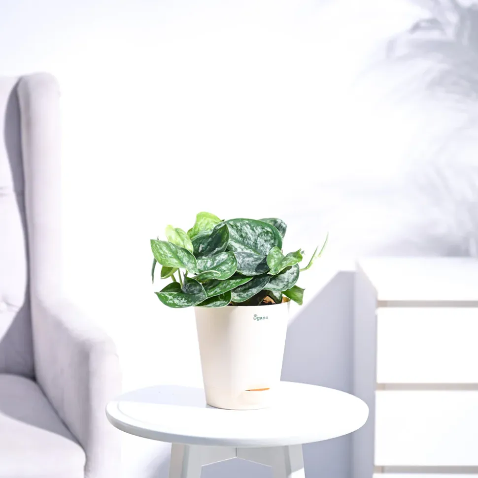 Money Plant Satin