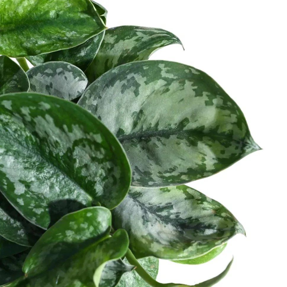 Money Plant Satin