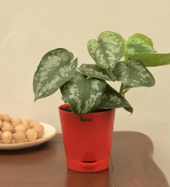 Money Plant Satin