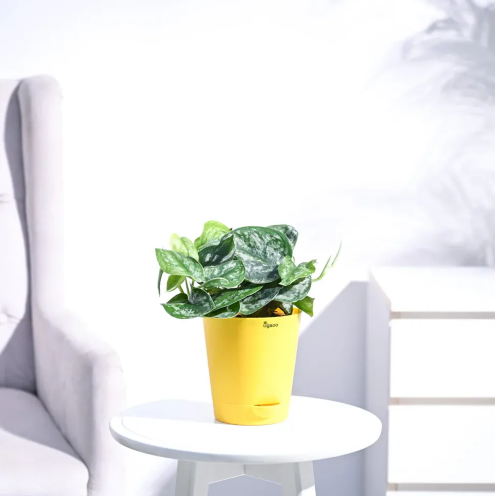 Money Plant Satin