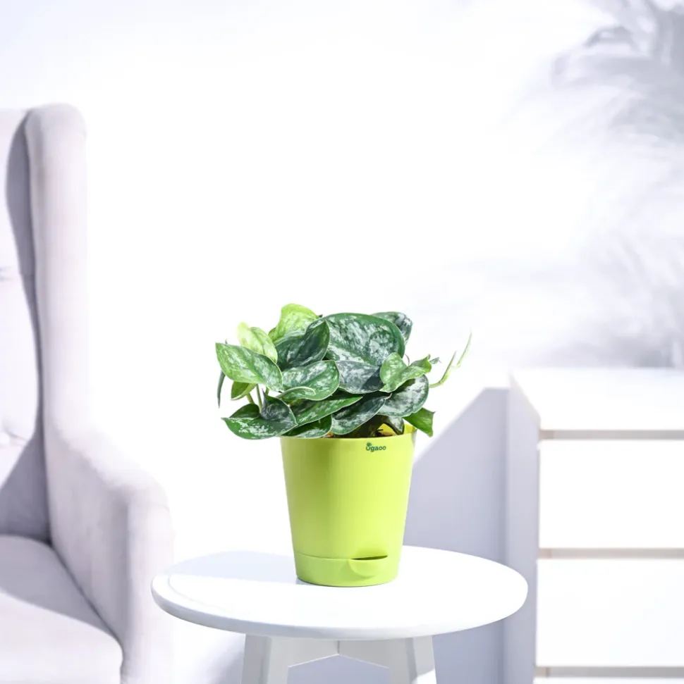 Money Plant Satin