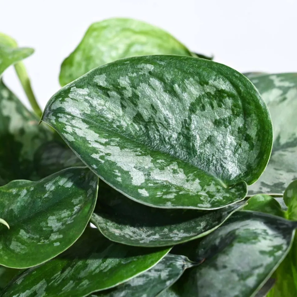 Money Plant Satin