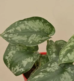 Money Plant Satin
