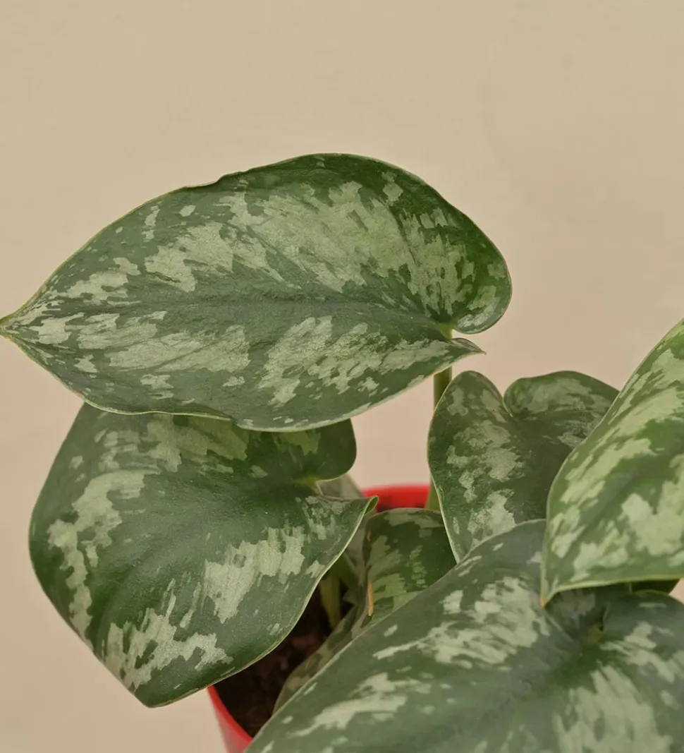 Money Plant Satin