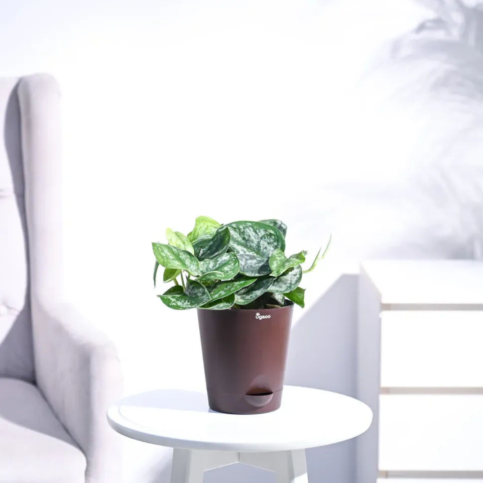 Money Plant Satin