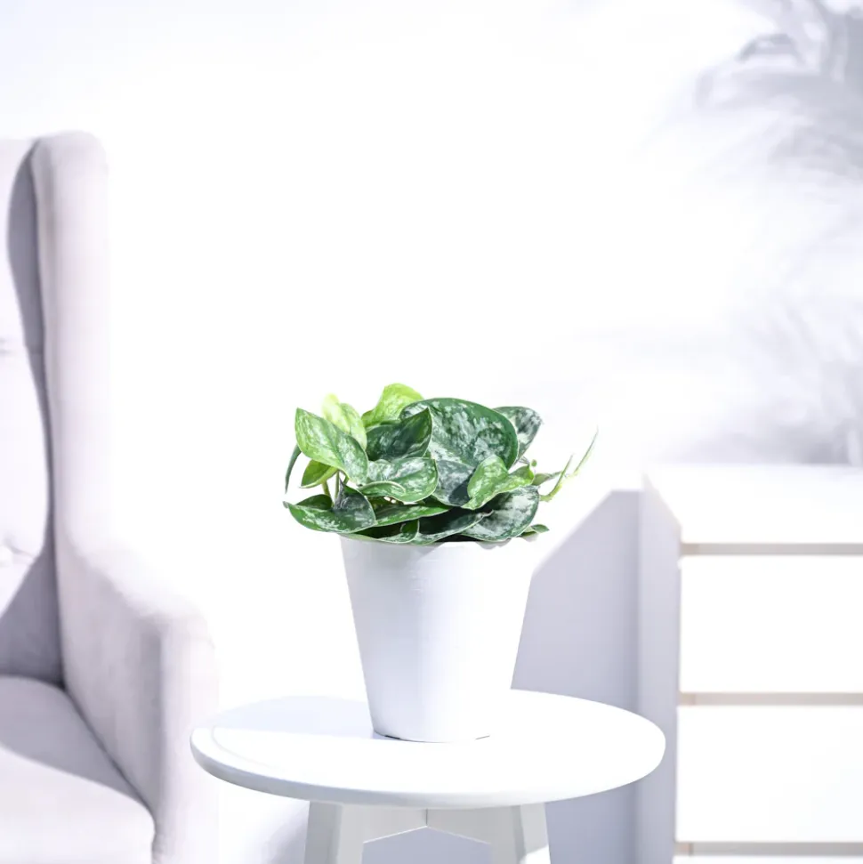 Money Plant Satin
