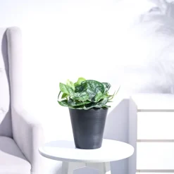 Money Plant Satin