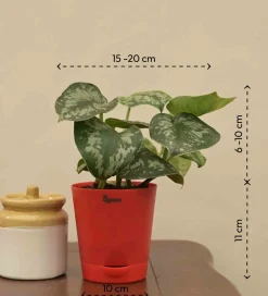 Money Plant Satin