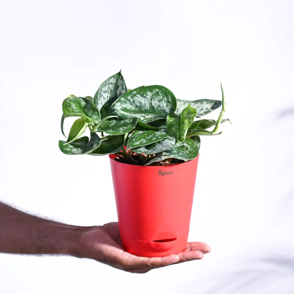 Money Plant Satin