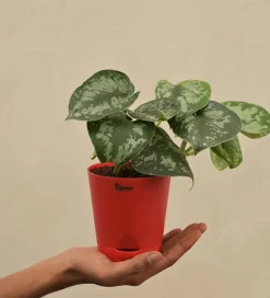 Money Plant Satin