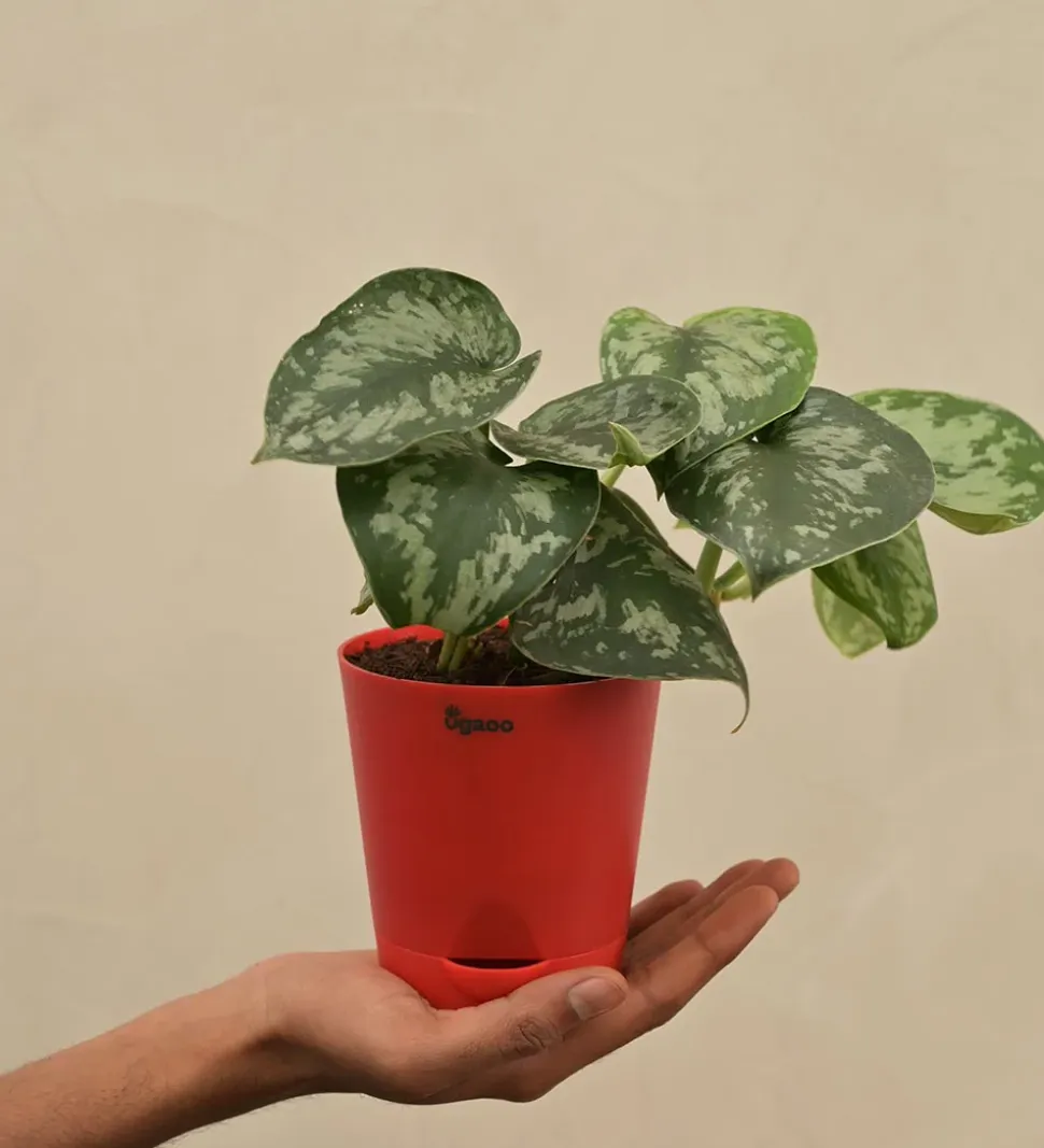 Money Plant Satin