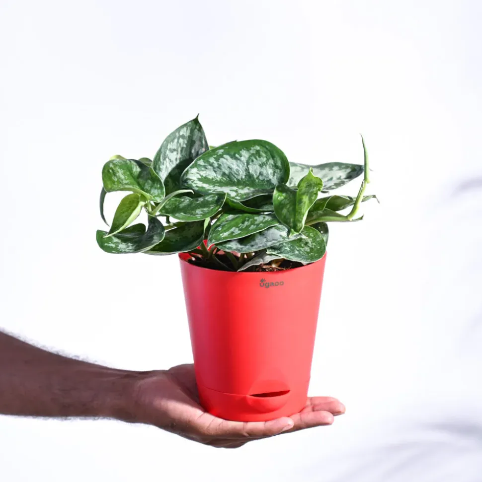 Money Plant Satin