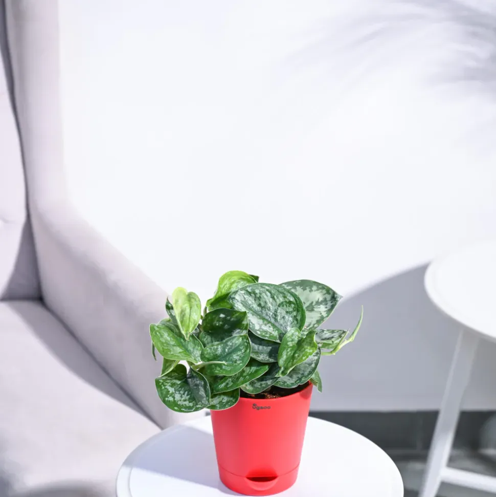 Money Plant Satin