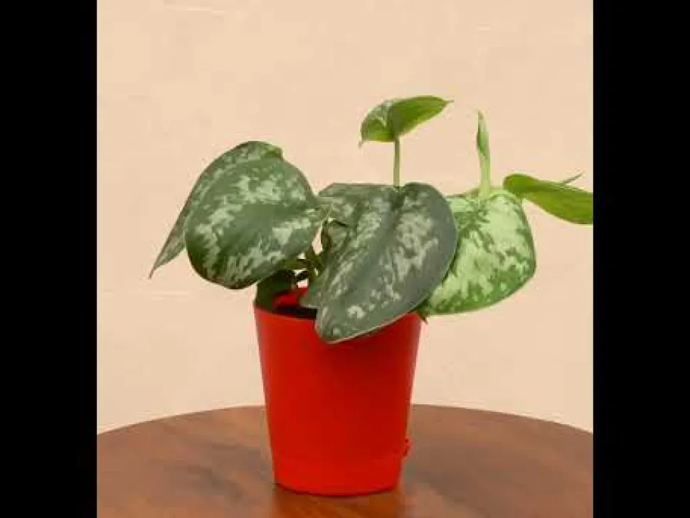 Money Plant Satin