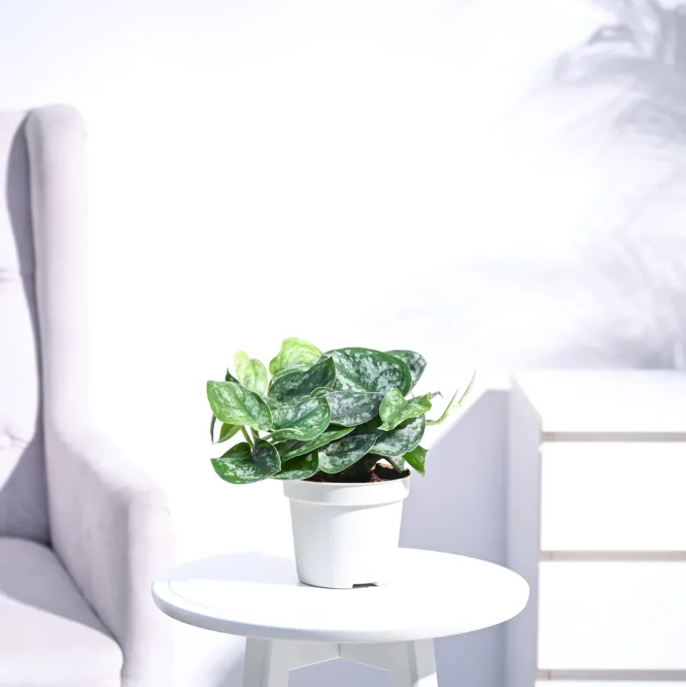 Money Plant Satin