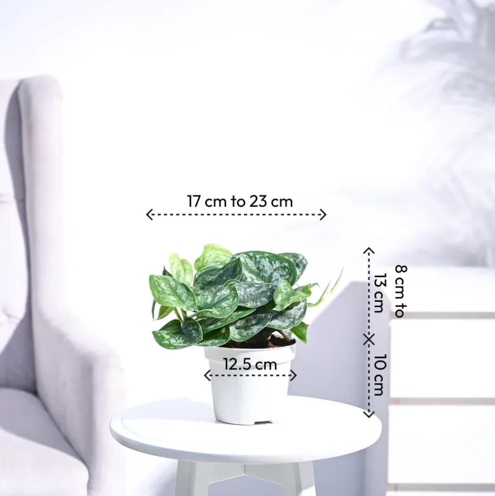 Money Plant Satin