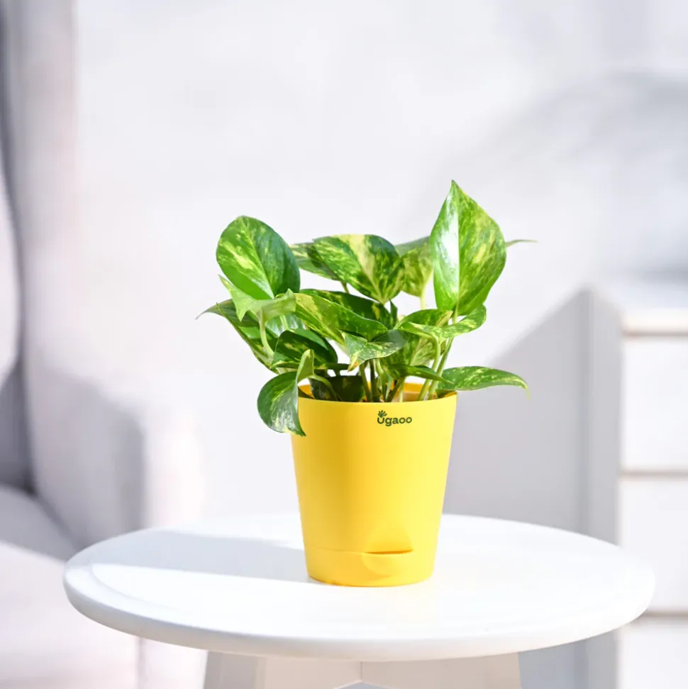 Money Plant Variegated