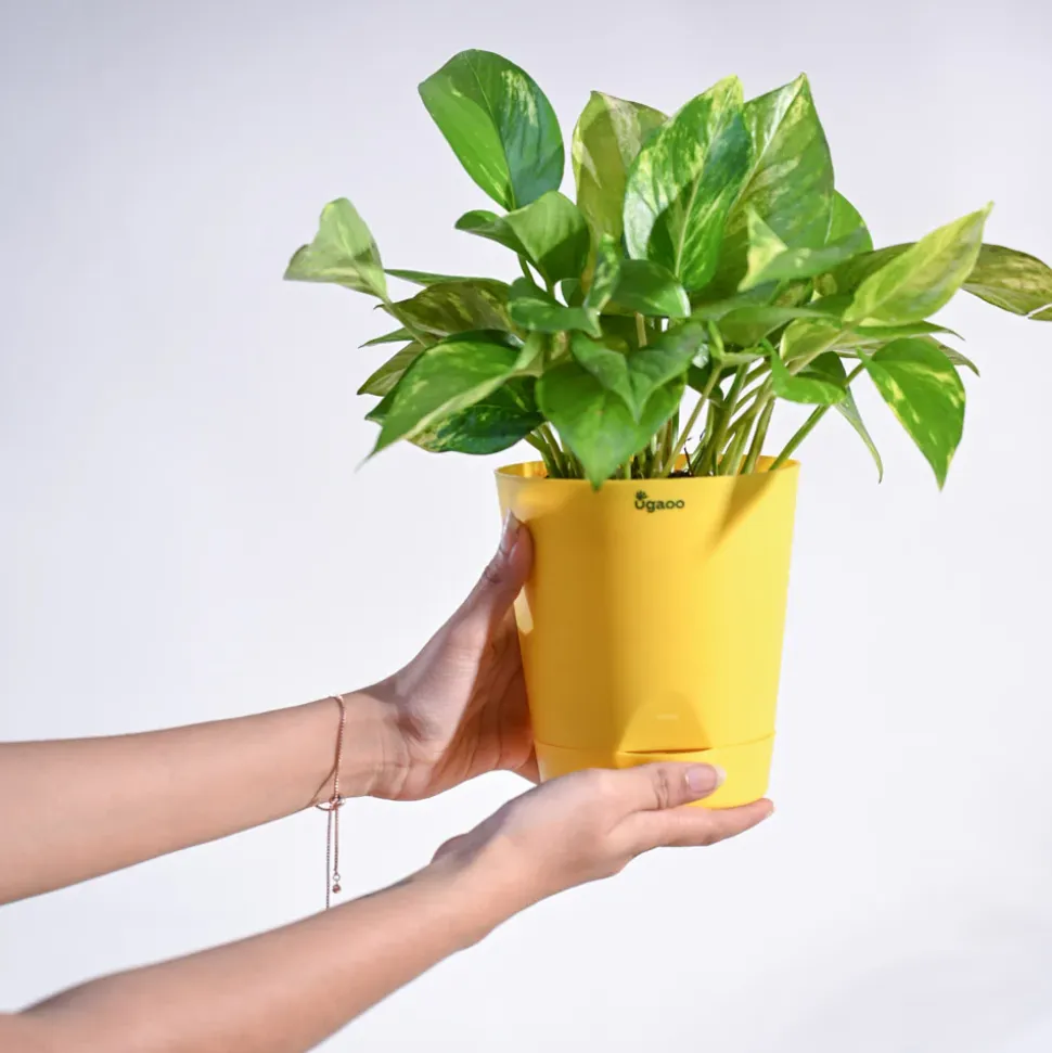Money Plant Variegated