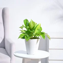 Money Plant Variegated