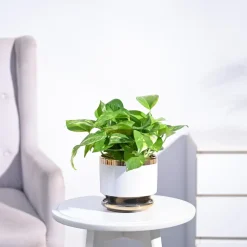 Money Plant Variegated