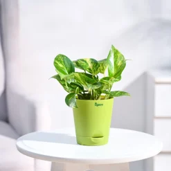 Money Plant Variegated