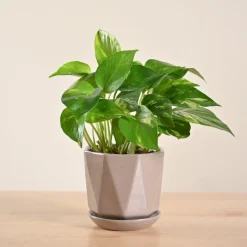 Money Plant Variegated